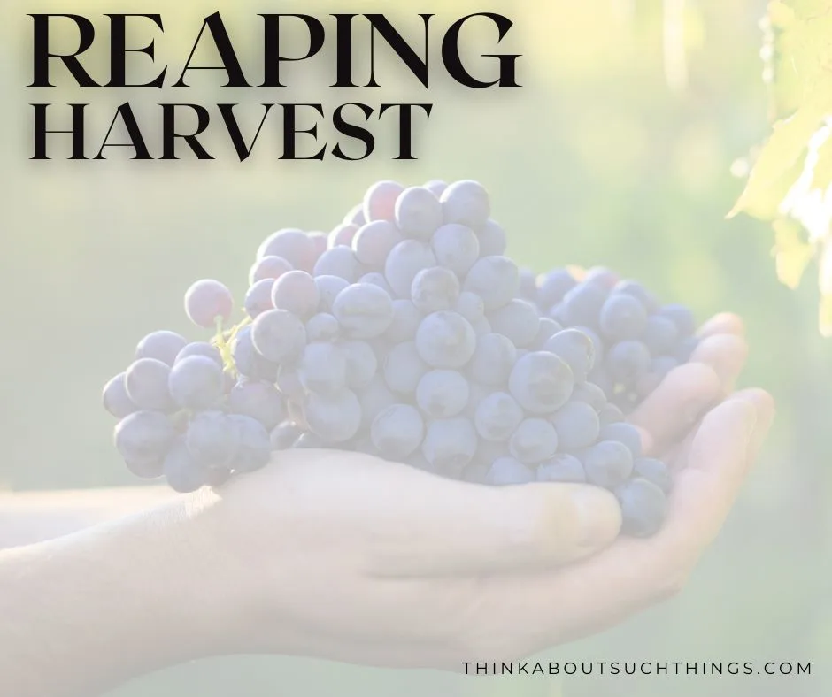 reaping and harvest in the Bible