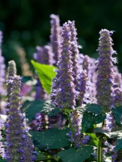 Significance of hyssop in the bible