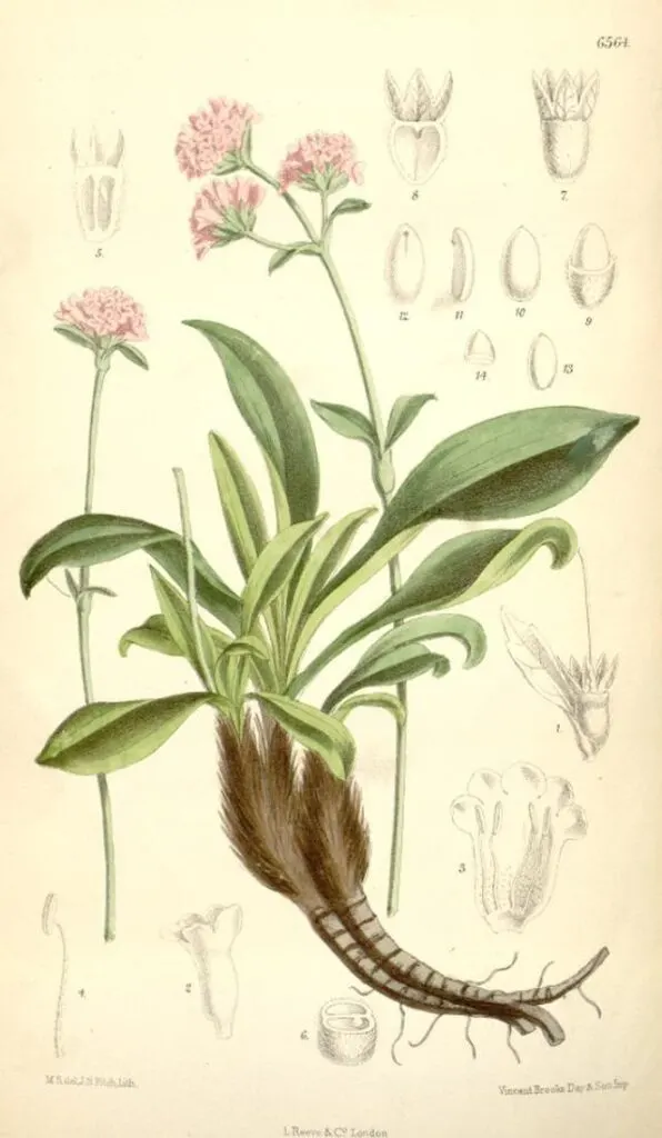 Spikenard plant