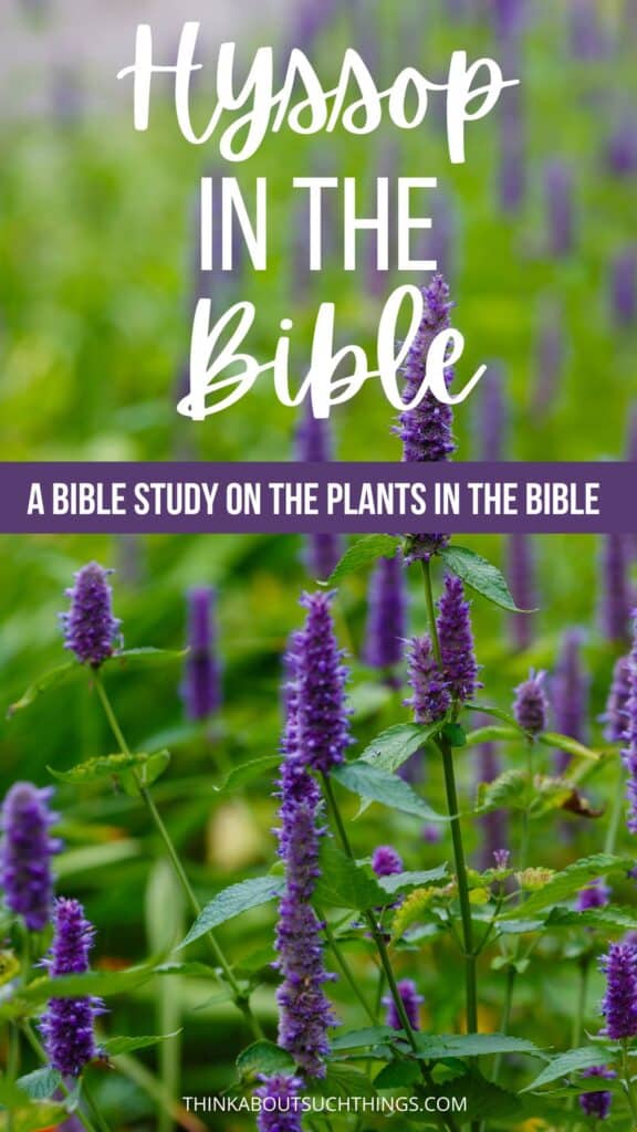 hyssop in the Bible