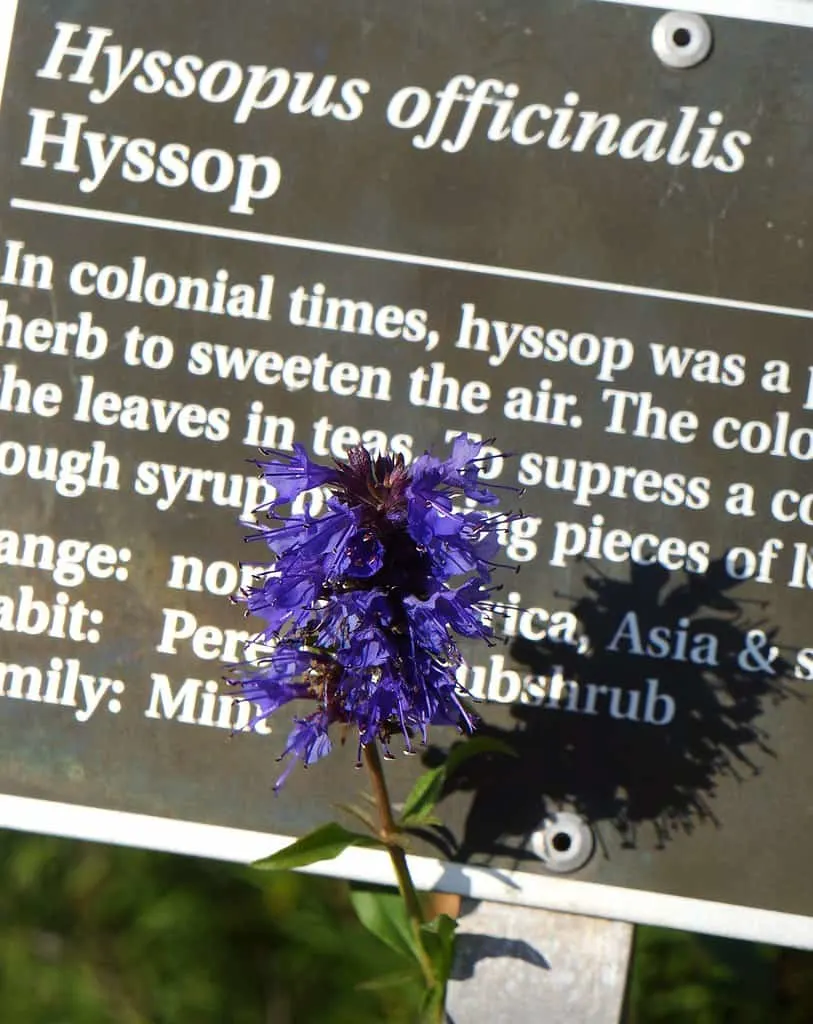 hyssop plant bible