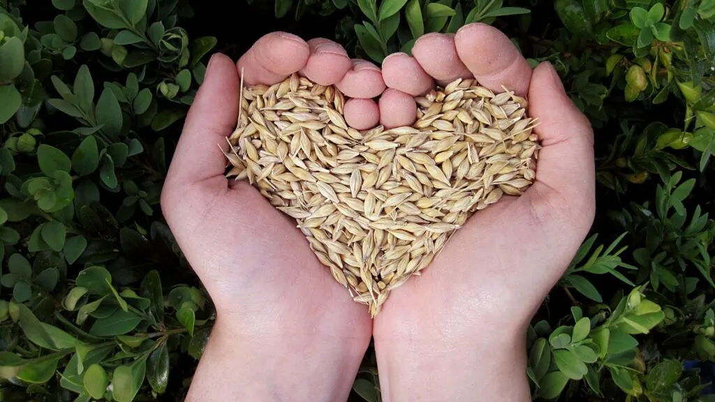 heart seeds in hands