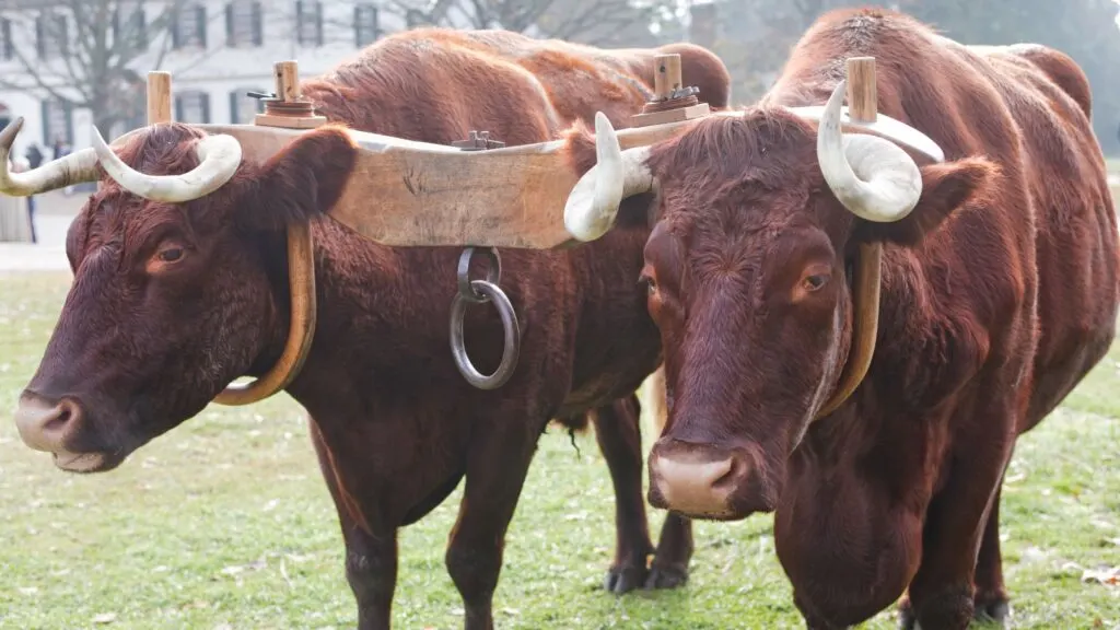 oxen with a heavy yoke