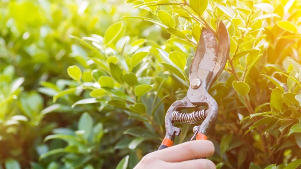 Pruning in the bible meaning