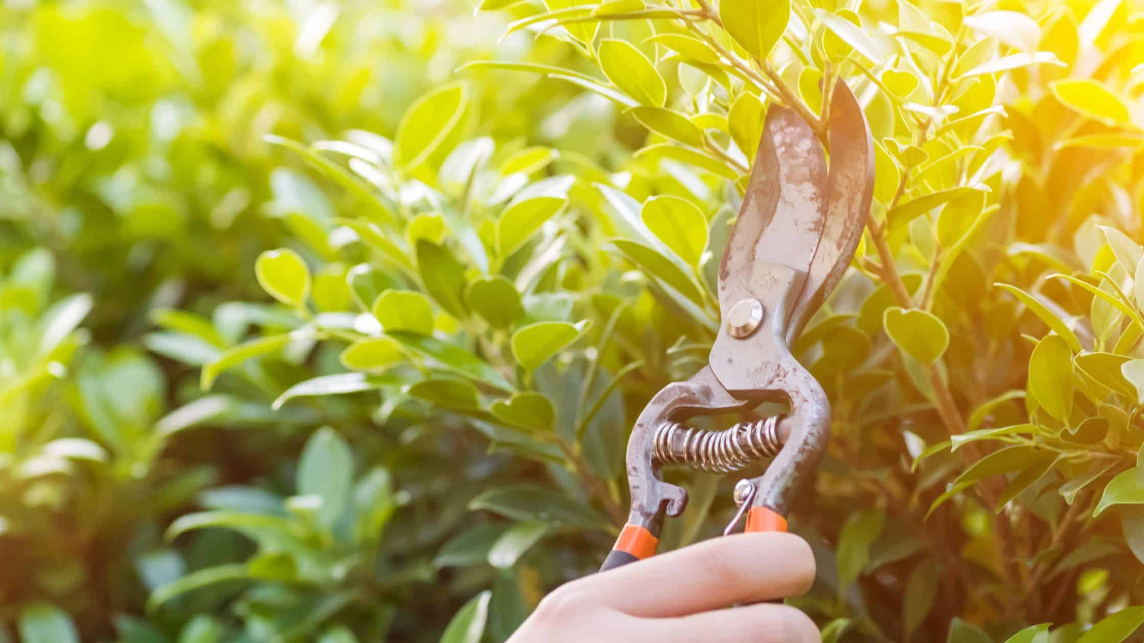 Pruning In The Bible: From Fruitless To Fruitful | Think About Such Things