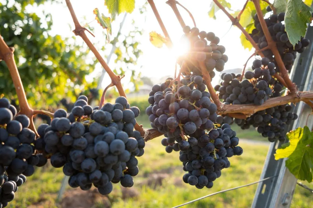 fruit grapes pruning