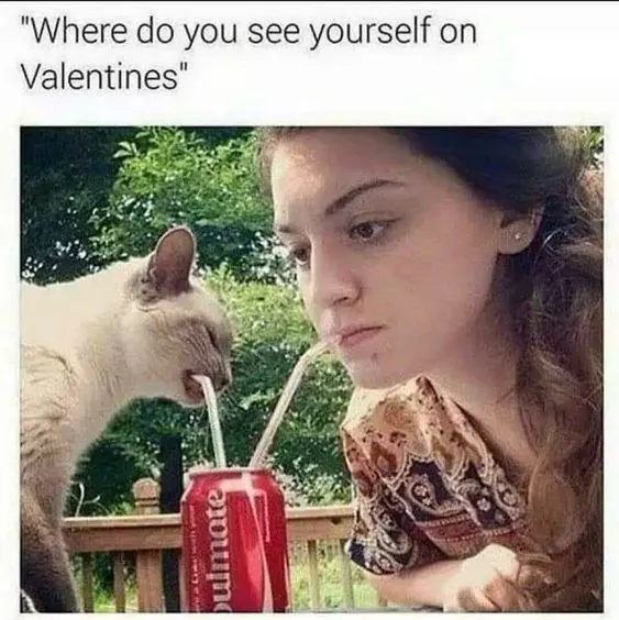 cat singles meme